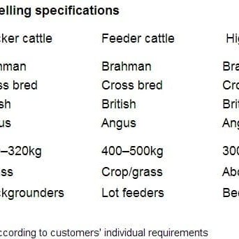 australian cattle market specifications