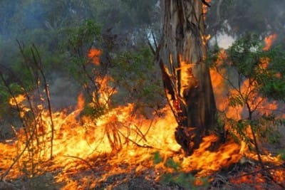 bushfire