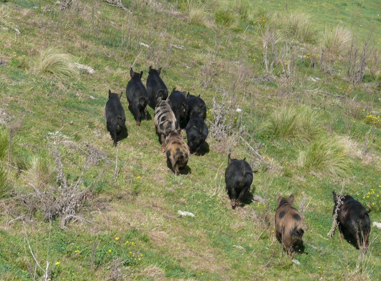 feral-pigs-on-the-run