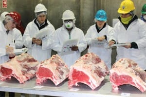 Judging beef ribsets at Teys Australia Wagga