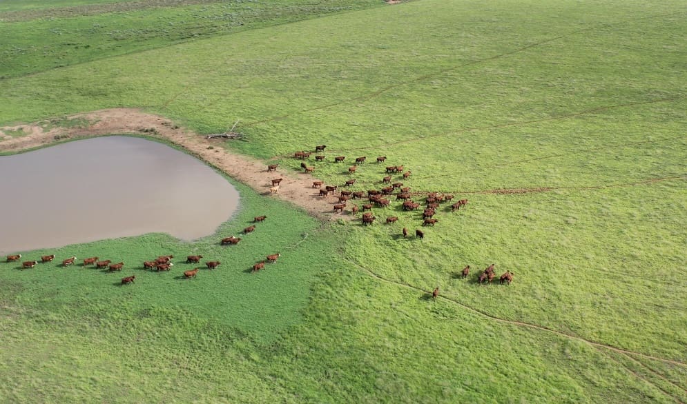 southern beef generic environment cattle water Moree