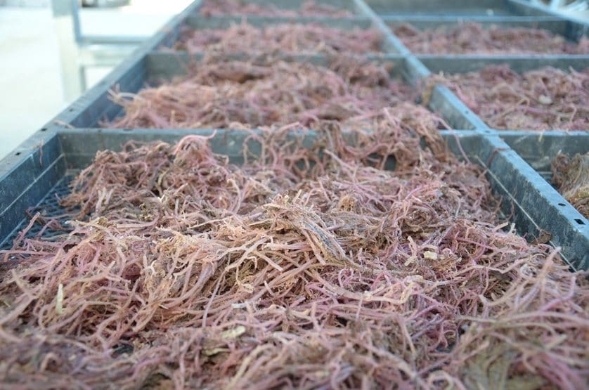 Experiments in cattle and sheep have shown feeding dried and ground red algae reduced methane emissions by up to 80 percent.  There is potential for red algae to play a major role in reducing methane emissions across all Australian livestock industries.
