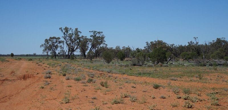 Kywong near Cunnamulla is typical red mulga country 