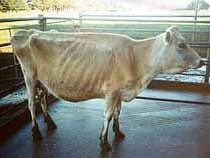 Cow showing signs typical of bjd. Image: Vic DPI