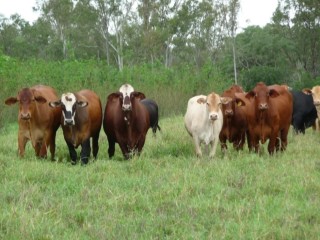 Cattle on Leucaena/grass pastures in Central Queensland. 