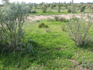 After three years: Less of the claypan is visable as other plants expand the regeneration process.