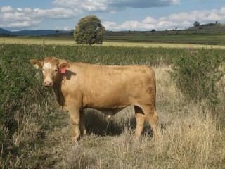 A steer grazing leucaena in late September as part of the demonstration on Bonnie Doon.  Results showed the live weight gain for EU steers on leucaena-grass pastures was 0.71kg/hd/day, compared to 0.58kg/hd/day on improved pastures. 