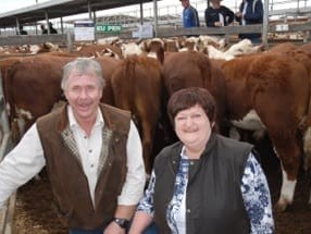 Topping the January 9 Hereford sale at Hamilton at $773.85/head or 201c/kg was a pen of 100 Hereford steers at 385 kg offered by Neville, Alison and David McClure, Mooree, Harrow, Vic. 