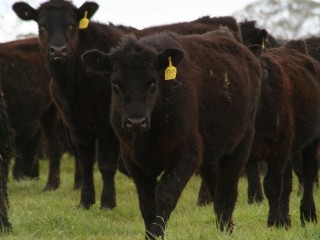 Angus steers at Dunkeld awaiting entry into the Hopkins River River feedlot. 