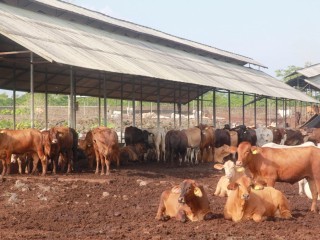 Indonesian bred females, produced from Australian stock, at Santori's Jabung breedlot.