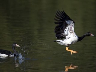 Producers can learn a thing or two from magpie geese, says Ord River farmer Rob Boshammer.