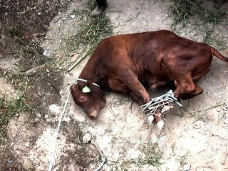 An image from a video released by Animals Australia