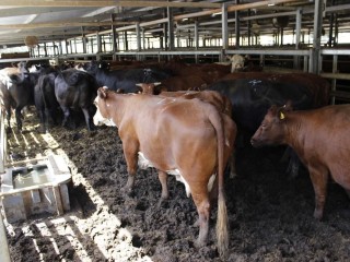 Sale cattle are held in undercover pens at Mount Compass, with a sale capacity of 1300 head.