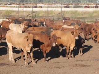 12 to 13 year old cull-for-age breeders from Glenormiston and Marion Downs in the channel country and Coolullah in the Gulf on feed at Wainui. The cows pictured have been on feed for a week.