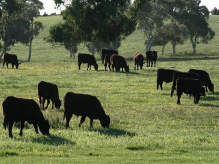 Watervalley yearling steers, such as those pictured here on-property at Logan Rock on the Coorong last week, will be offered on AuctionsPlus on Friday October 5.