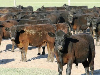 Watervalley yearling steers, such as those pictured here on-property at Logan Rock on the Coorong last week, will be offered on AuctionsPlus on Friday October 5.