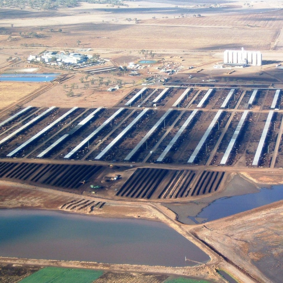 Pen shade, manure composting areas and effluent ponds are clearly evident in this aerial view of the feedlot