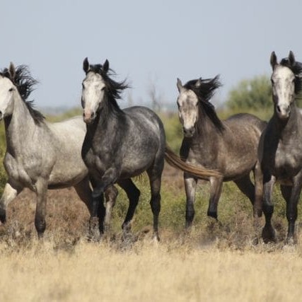 Brumbies on Lake Gregory in the Kimberley