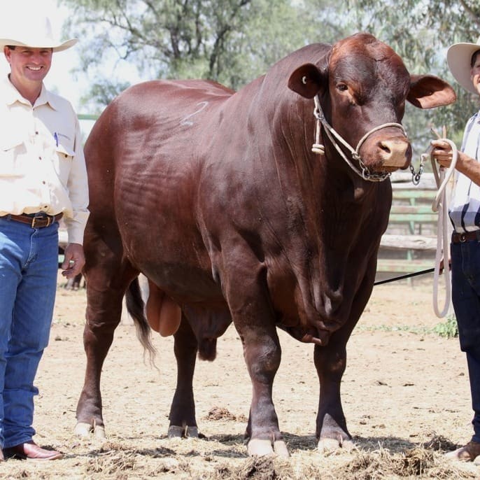 Warren Holzwart, Ray White Livestock, Emerald, left, with $56,000 top priced bull, Canowindra Jag, led by breeder Jason Wolff, Canowindra, Emerald