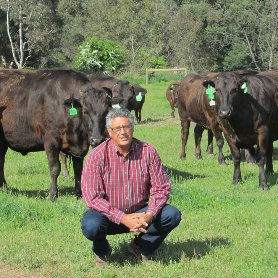 Wagyu breeder David Blackmore had good success with his first sexed-semen AI program, using fresh, instead of frozen semen