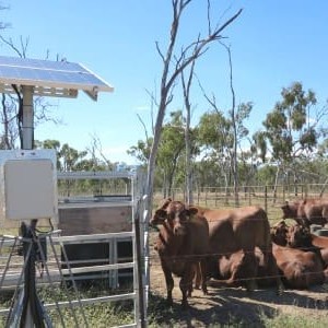 Smart Cows on the Townsville Digital Homestead