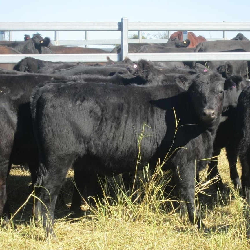 Sample of the 800 Angus weaners the Shaw family from Double J at Injune will offer at Roma on July 2.