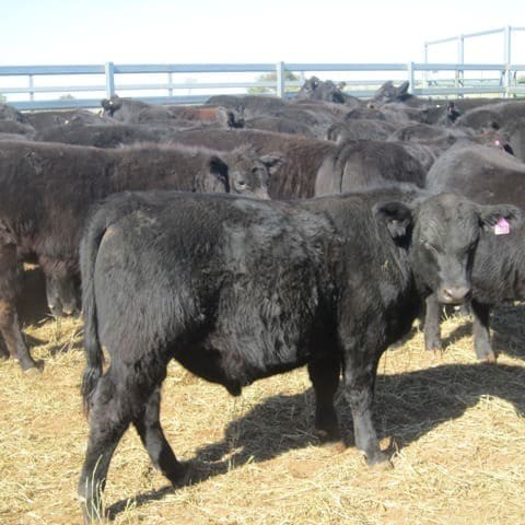 The Shaw family from Double J at Injune will offer 800 Angus weaners at Roma sale on July 2.
