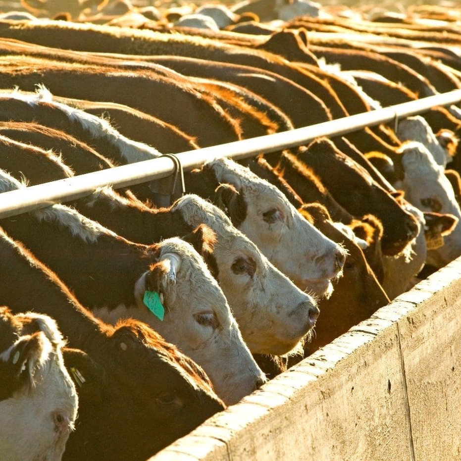 Property: What's a feedlot worth on today's market? - Beef Central