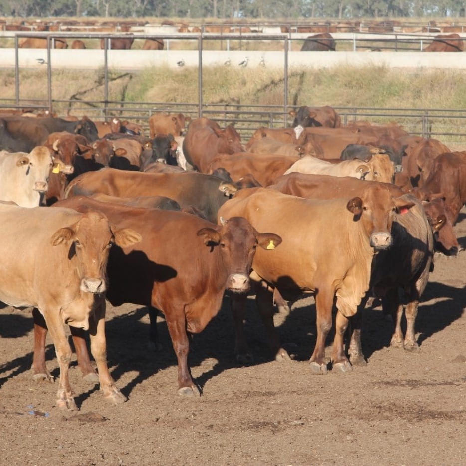 'Grain-enhancing' light cows stacks up under some trading budget scenarios. See comments below.