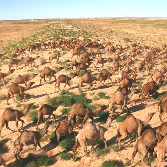 Environment: Feral camel cull greatly reduces impact in Central