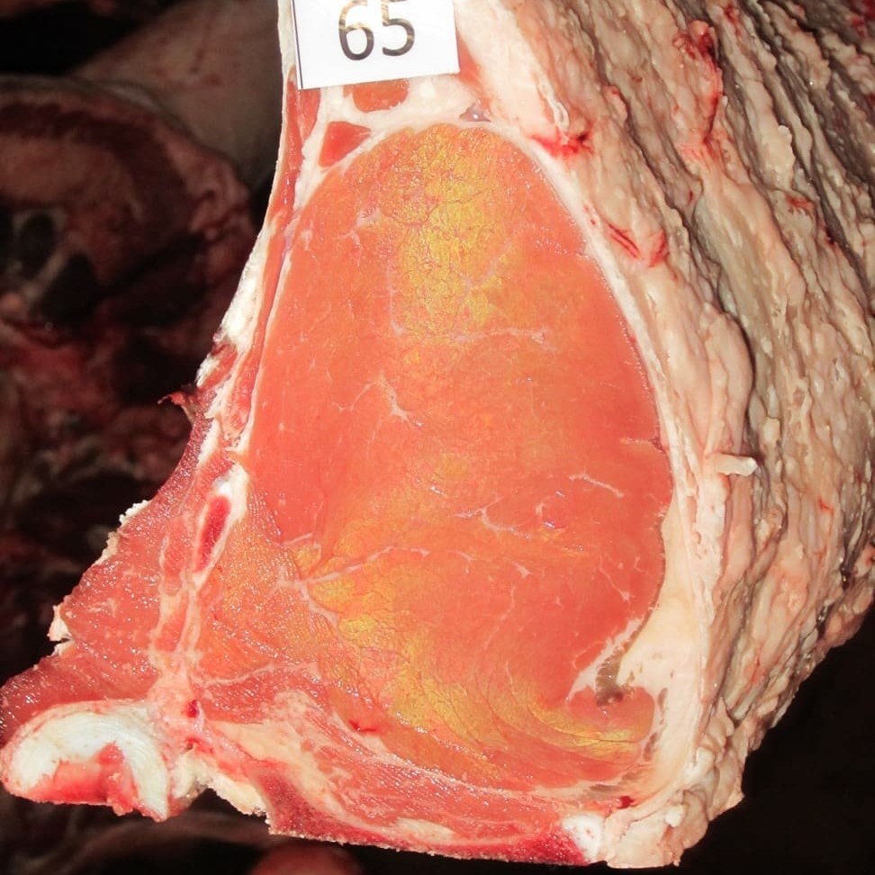 Eye muscle from the highest carcase points scorer in the MSA class, exhibited by Yulgilbar   