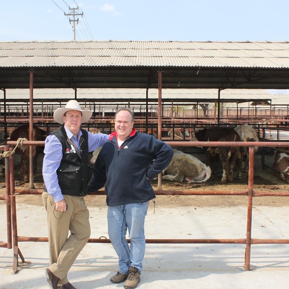 Queensland feedlot operator Jason Shearer-Smith and NAB Agribusiness's northern region manager David Brett during a Chinese feedlot visit last week