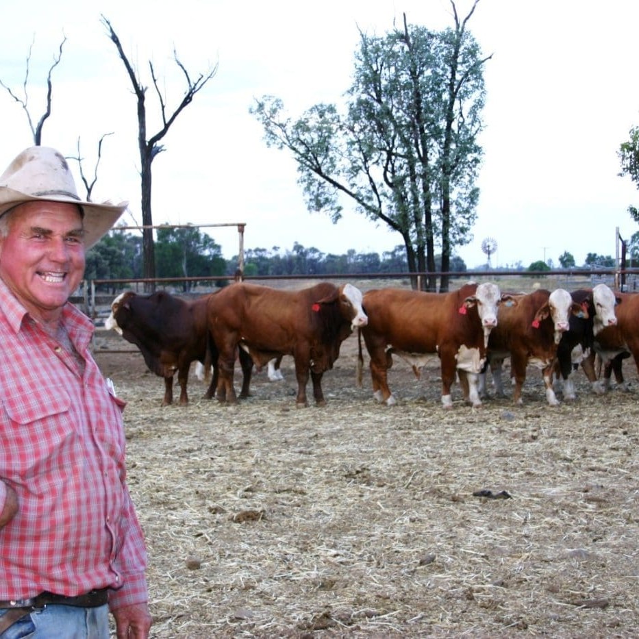 John Burnett with Braford bulls used as part of Burnett Group's three way crossbreeding program.  