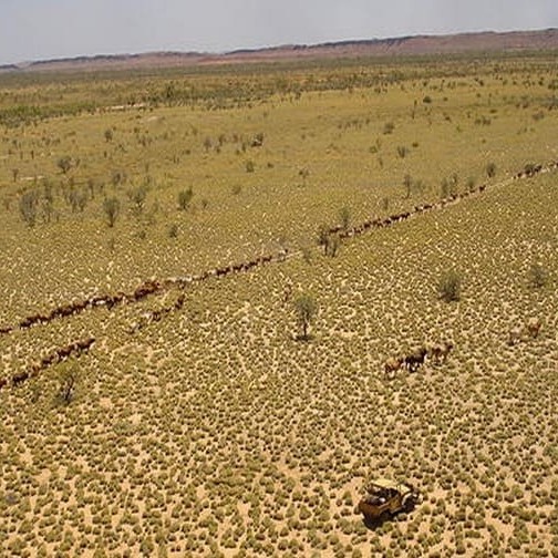 Mustering on Australian Cattle Enterprise Ltd's Hillside Station in the Pilbara