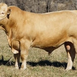 Top priced bull, Palgrove Foreman
