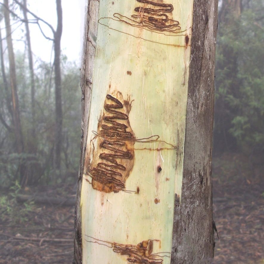 Distinctive patters on the Scribbly Gum