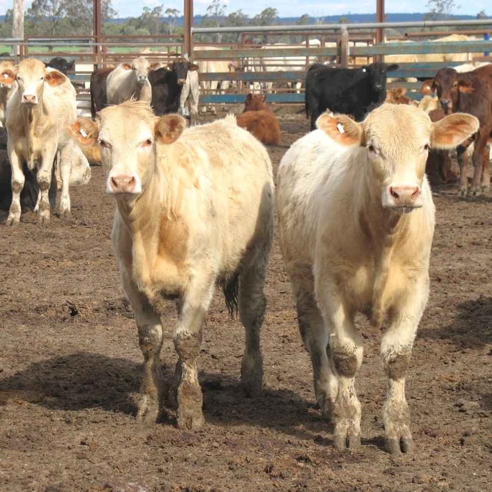 Starter cattle 