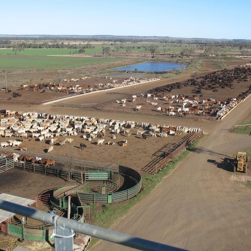 Wonga Plains feeding pens, viewed from the grain storage/processing facility 