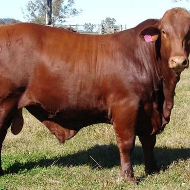 $32,500 top priced bull, Yulgilbar Fitzroy
