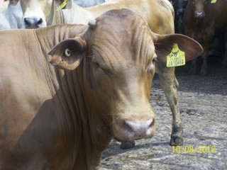 This steer is the 50,000th animal imported by Santori/Austasia in Indonesia under the Export Supply Chain Assurance Scheme. 