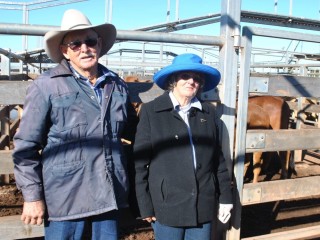 Ron and Liz Stanford, Oakwood, Wallumbilla, sold Charolais-cross steers to 211c/kg for 333kg to return $704/head at RomaÃ??Ã?Â¢??s Store Sale on Tuesday. Picture: Martin Bunyard