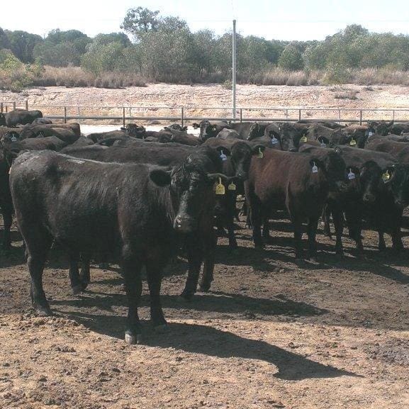 Wagyu F1 starter cattle at the Stanbroke feedlot