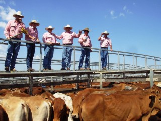The Elders selling team in action at the Roma store cattle sale yesterday. Picture: Martin Bunyard