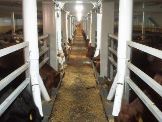 Cattle feeding on the Ocean Drover.