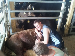 Jim McDonald and another stockman tend to a young bull.