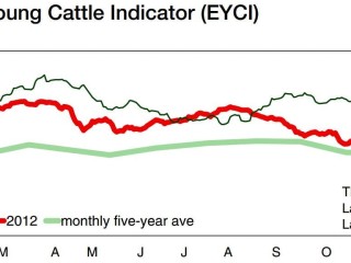 The EYCI is now level with the five year average, shown by the green line. Source MLA. (Click on image below story to view chart in larger format)