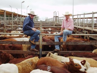 Steve Hancock, Euraba, Mitchell, and Justin Higgins, Elders Mitchell, with the Hancock familyÃ¢??s Charolais/Brahman-cross steers which sold to 220c/kg and averaged 225c for 242kg to return $544/head. Picture: Martin Bunyard