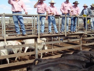 Elders Roma Manager, Rodney Doig, (second from left) selling the large line of PTIC Angus cows on account of Kilburnie Cattle Co, Mt Margaret, Quilpie. They sold to a top of $910/head a TuesdayÃ?Â¢??s Roma Store Sale.