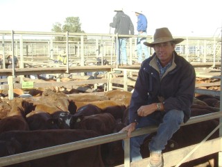 Brad Howe, Aberdeen, Yuleba, sold a quality line of Santa steers to 221c/kg and averaged 217c/kg for 322kg to return $698/head at Romaâ??s Store Sale last Tuesday. Mr Howe uses the Greenup familyâ??s Rosevale Santa Gertrudis bulls across his cross bred female herd. Picture: Martin Bunyard.