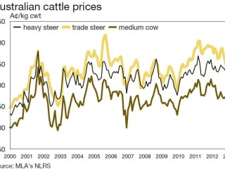 Australian cattle price forecasts. 